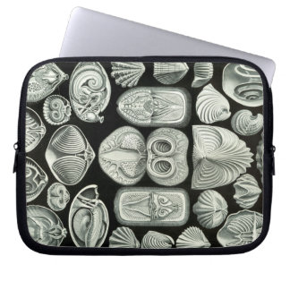 Capa Para Notebook Haeckel Antigo
