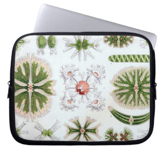 Capa Para Notebook Haeckel Antigo