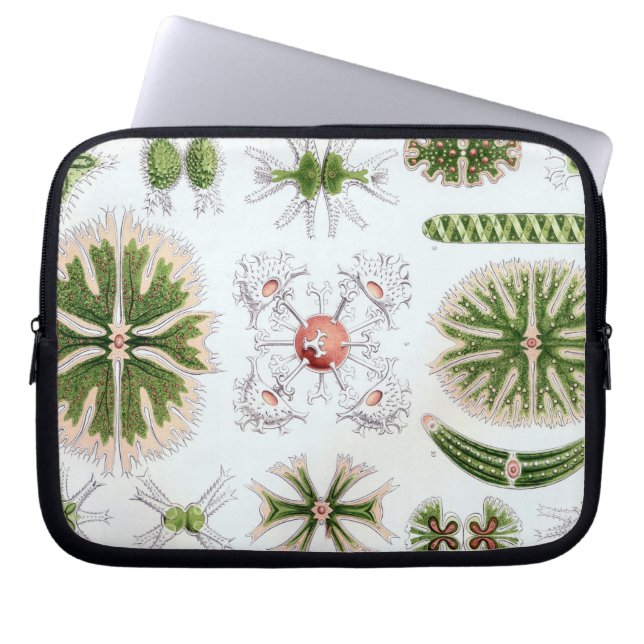 Capa Para Notebook Haeckel Antigo (Frente)