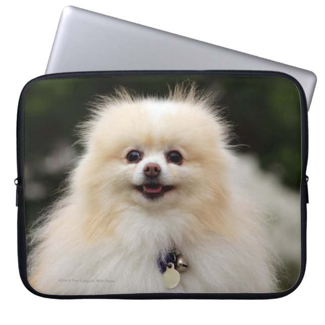 Capa Para Notebook Headshot 1 de Pomeranian (Frente)
