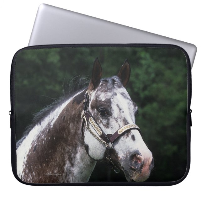 Capa Para Notebook Headshot 2 do cavalo do Appaloosa (Frente)