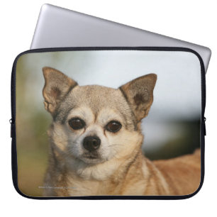 Capa Para Notebook Headshot da chihuahua
