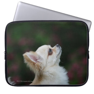Capa Para Notebook Headshot de cabelos compridos 2 da chihuahua