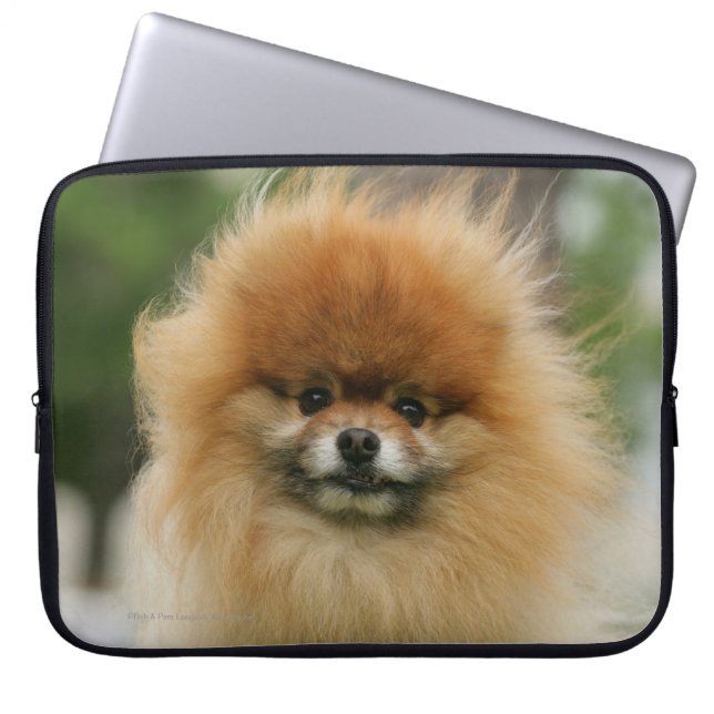 Capa Para Notebook Headshot de Pomeranian que olha a câmera (Frente)
