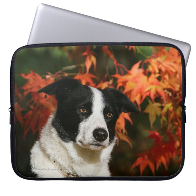 Capa Para Notebook Headshot do outono de border collie (Frente)