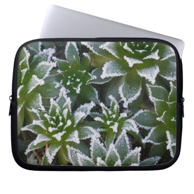 Capa Para Notebook Hen & Chicks suculenta com geada no início (Frente)