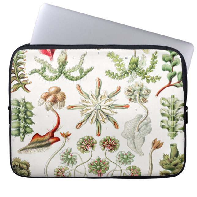 Capa Para Notebook Hepaticae Lebermoose por Ernst Haeckel (Frente)