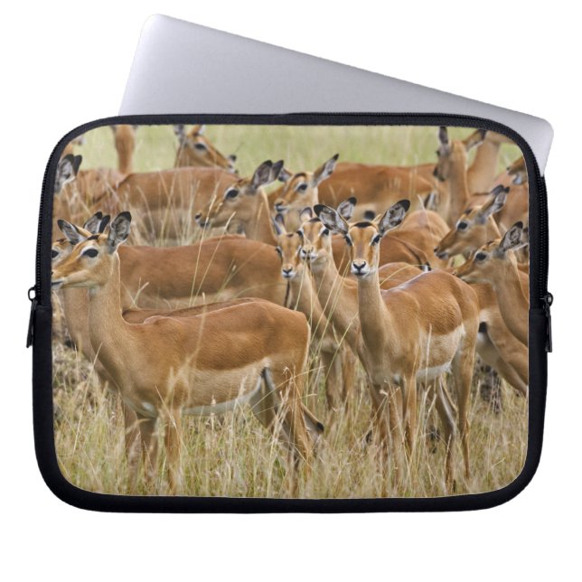 Capa Para Notebook Herd da fêmea Impala, Masai Mara, Quênia. (Frente)