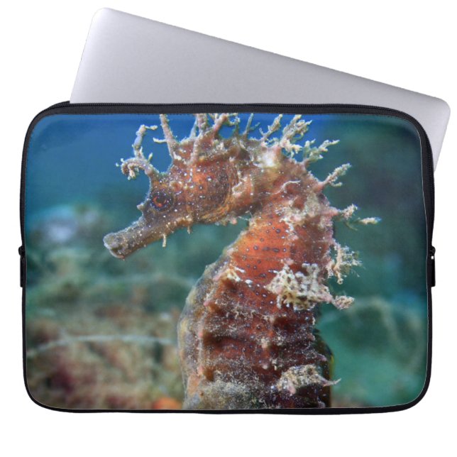 Capa Para Notebook Hipocampo Ramulosus do cavalo de mar | (Frente)