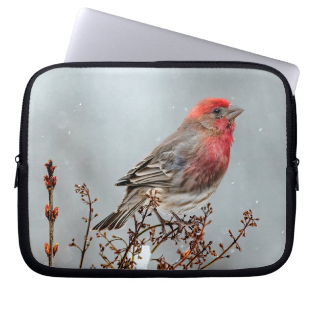 Capa Para Notebook House Finch in Snow - Foto original (Frente)