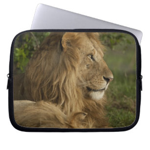 Capa Para Notebook Leão, Panthera leo, Lower Mara, Masai Mara GR,