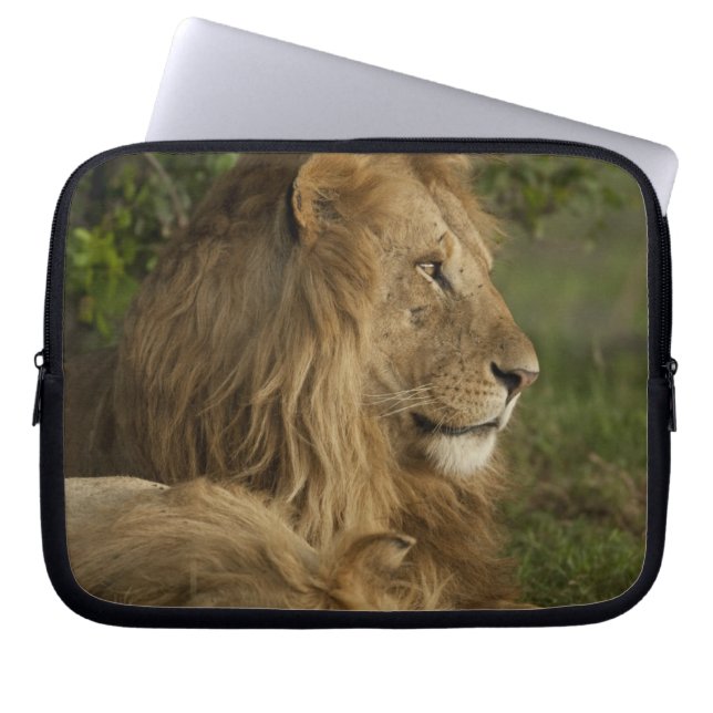 Capa Para Notebook Leão, Panthera leo, Lower Mara, Masai Mara GR, (Frente)