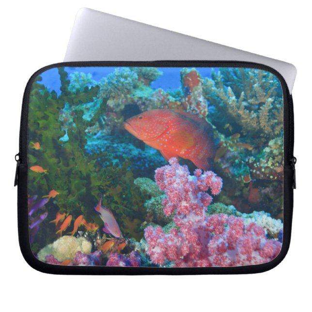 Capa Para Notebook Leitões (Pseudanthias) (Frente)