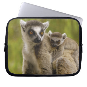 Capa Para Notebook Lêmures-de-cauda-anelada (Lemur catta) Mãe e bebê.