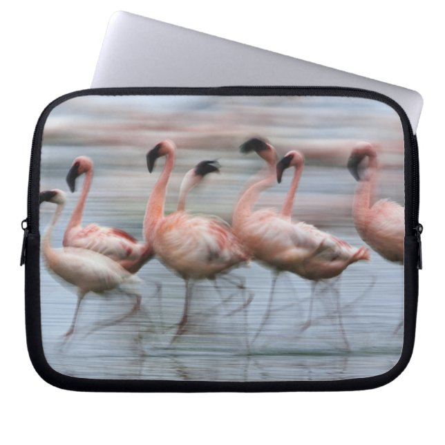 Capa Para Notebook Lesser Flamingos em movimento, Phoenicopterus (Frente)