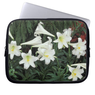 Capa Para Notebook Lírio-de-páscoa (Lilium regale)