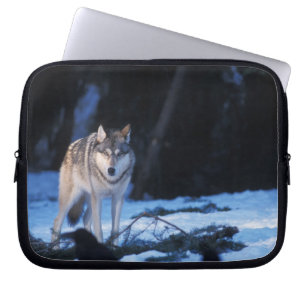 Capa Para Notebook lobo cinzento, Canis lupus, nos contrafortes