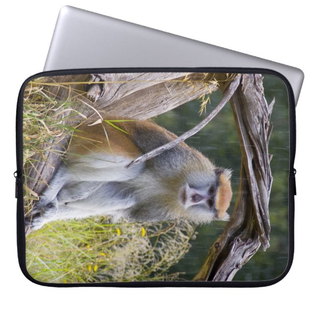 Capa Para Notebook Macaco (Frente)