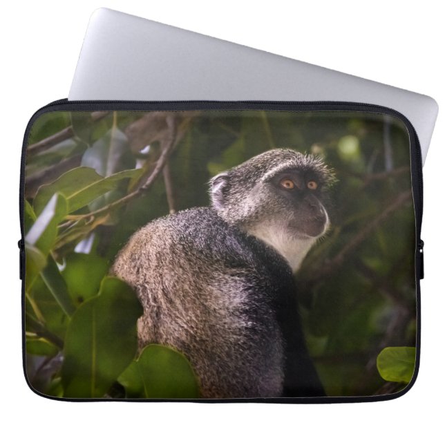 Capa Para Notebook Macaco azul, Zanzibar (Frente)
