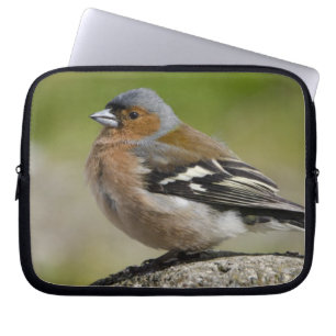 Capa Para Notebook  Masculino Chaffinch (WILD: Fringilla coelebs)