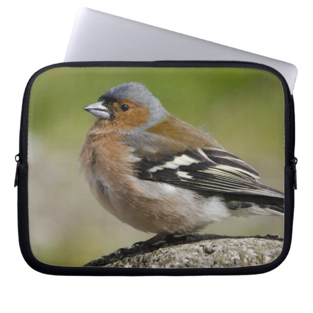 Capa Para Notebook  Masculino Chaffinch (WILD: Fringilla coelebs) (Frente)