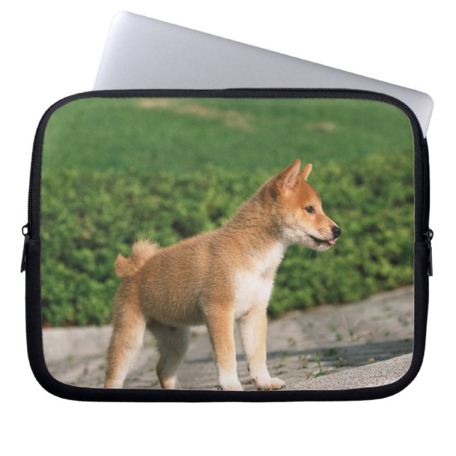 Capa Para Notebook Midget Shiba 2 Japonês (Frente)