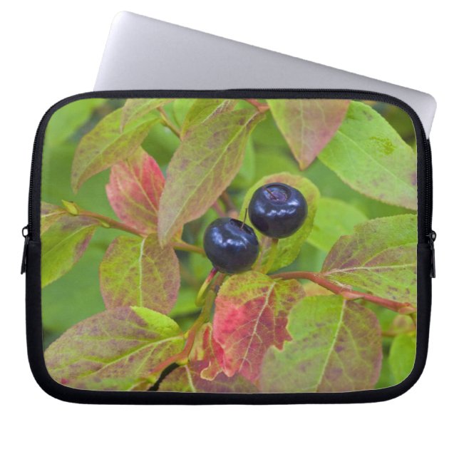 Capa Para Notebook Mirtilos maduros no Flathead National (Frente)