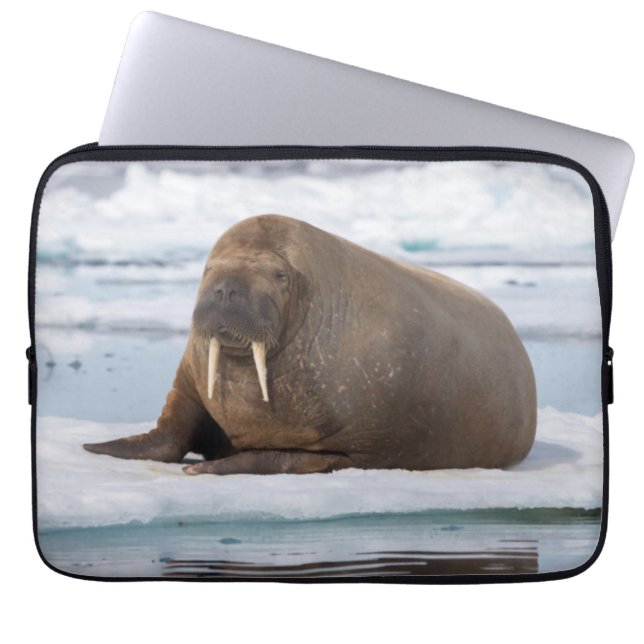 Capa Para Notebook Morsa descansando no gelo, Noruega (Frente)
