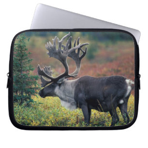 Capa Para Notebook NA, EUA, Alasca, Parque Nacional Denali, Rena-boi