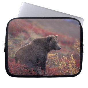 Capa Para Notebook NA, EUA, Alasca, Parque Nacional Denali. Uma fêmea