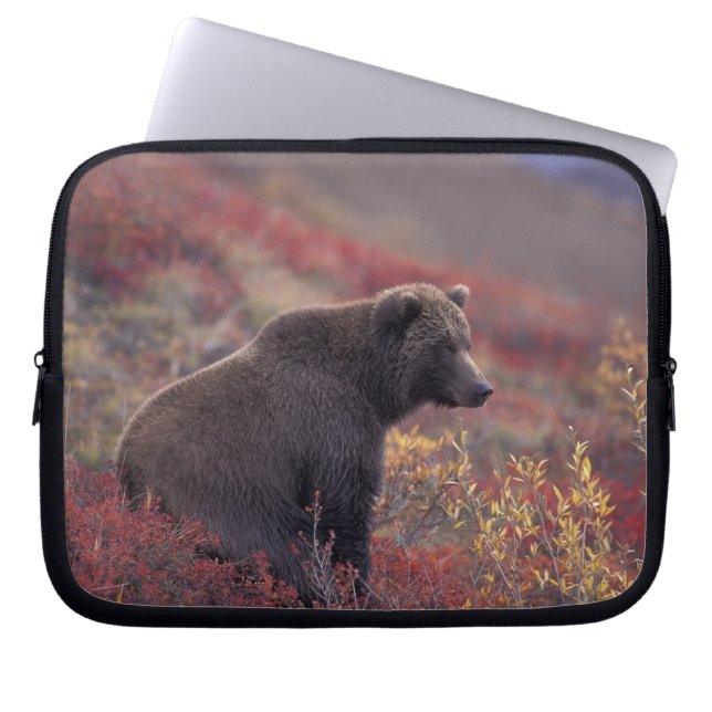 Capa Para Notebook NA, EUA, Alasca, Parque Nacional Denali. Uma fêmea (Frente)