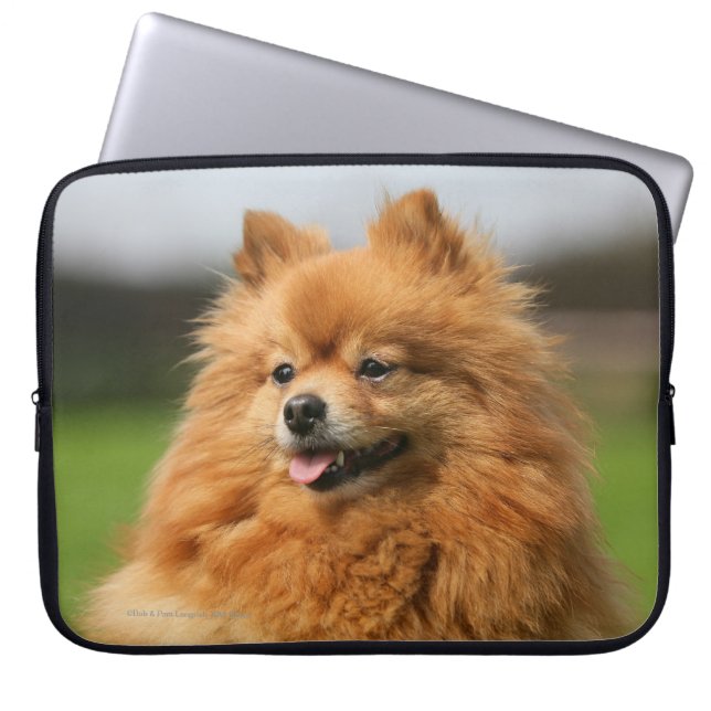 Capa Para Notebook Observação de Pomeranian (Frente)