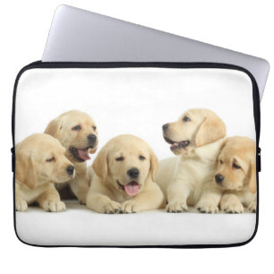 Capa Para Notebook Ouro Labrador Puppie