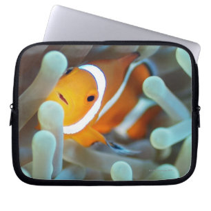 Capa Para Notebook Palhaço Anemonefish
