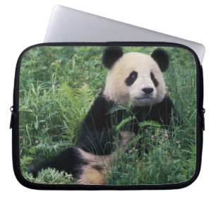 Capa Para Notebook Panda gigante na grama, Vale de Wolong, Sichuan