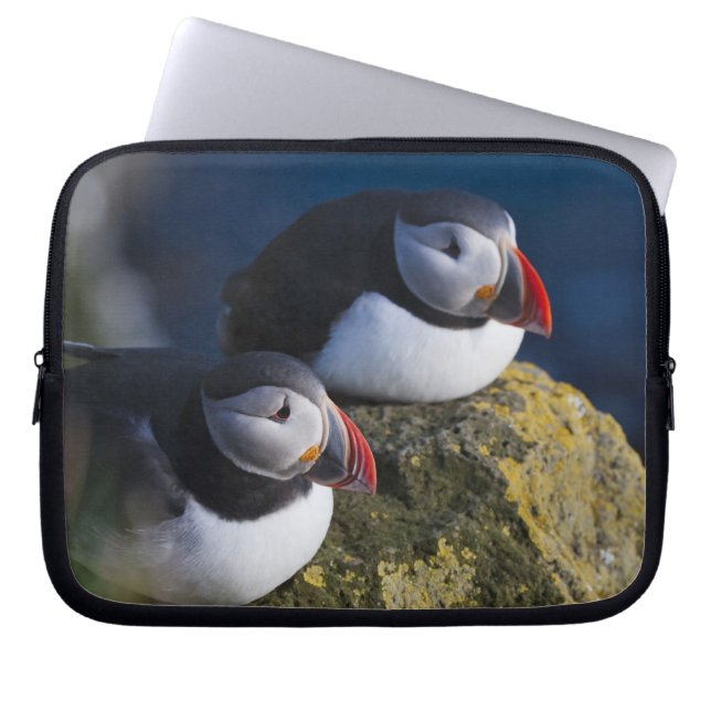 Capa Para Notebook Papagaio-do-mar (Fratercula arctica) 7 (Frente)