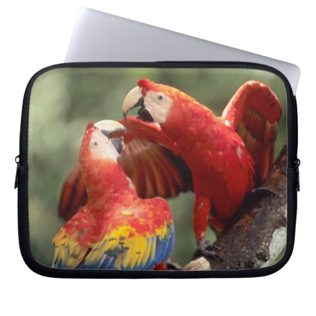 Capa Para Notebook Par de Araras-vermelhas (Frente)