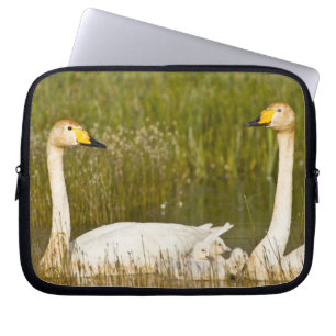 Capa Para Notebook Par de cisnes-bravos com filhotes na Islândia.