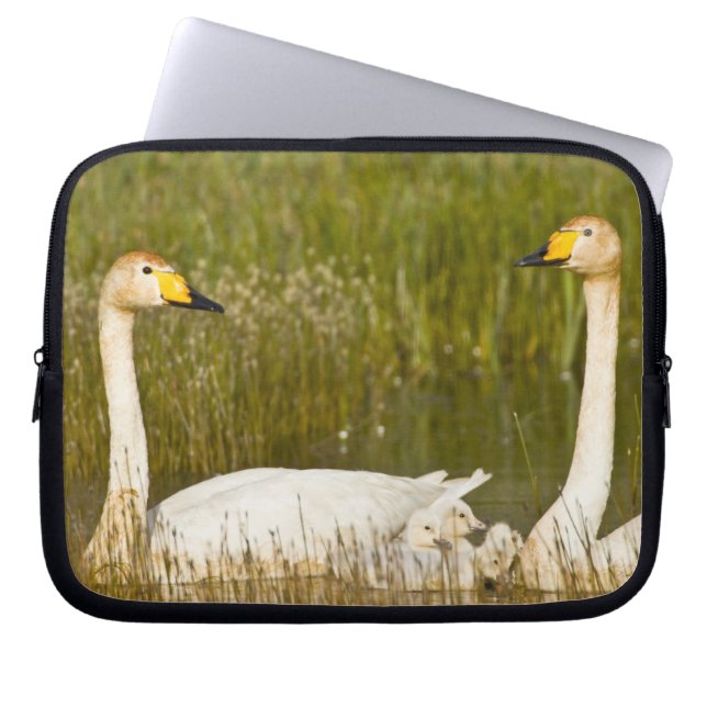Capa Para Notebook Par de cisnes-bravos com filhotes na Islândia. (Frente)