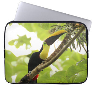 Capa Para Notebook Pássaro Exótico Swainson Toucan