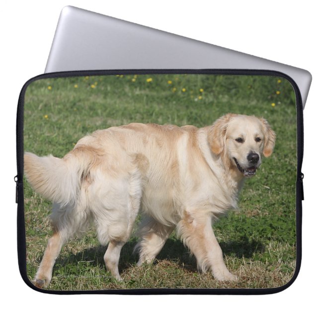 Capa Para Notebook Passeio do golden retriever (Frente)