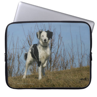 Capa Para Notebook Pé de border collie levantado
