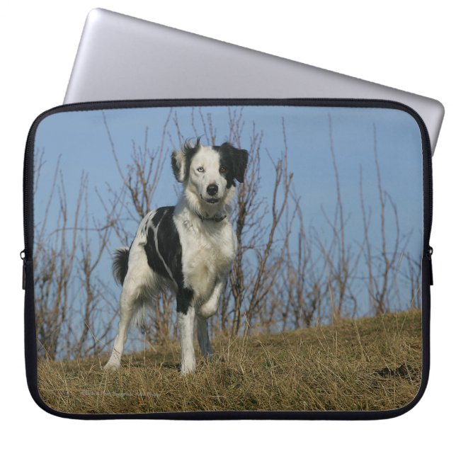 Capa Para Notebook Pé de border collie levantado (Frente)