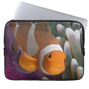 Capa Para Notebook Peixe-palhaço-ocidental