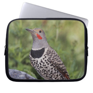 Capa Para Notebook Pica-pau-dourado, Colaptes auratus, Vermelho