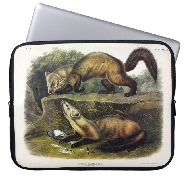 Capa Para Notebook Pine Marten (Mustela Martes) - Marten Americano (Frente)