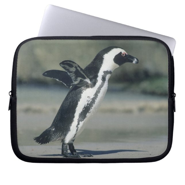 Capa Para Notebook Pinguim-africano (Frente)