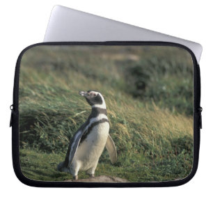 Capa Para Notebook Pinguim-de-magalhães (Spheniscus magellanicus),