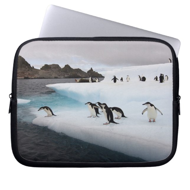 Capa Para Notebook Pinguins Chinstrap (Frente)