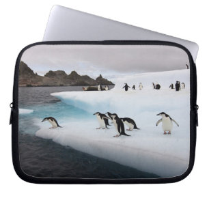 Capa Para Notebook Pinguins-de-barbicha